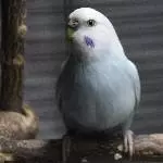 Drei Wellis suchen neuen Schwarm Bild 2