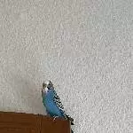 Wellensittich Willi (m.,2 Jahre) sucht neues Zuhause Bild 2