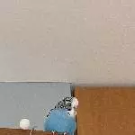 Wellensittich Willi (m.,2 Jahre) sucht neues Zuhause Bild 3