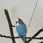 Wellensittich Willi (m.,2 Jahre) sucht neues Zuhause Bild 1