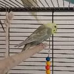 6 Wellis und ein Käfig abzugeben Bild 2