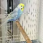Unser Kodi sucht ein neues Zuhause Bild 1