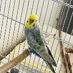 Unser Kodi sucht ein neues Zuhause Bild 2