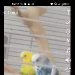 Welli Paar sucht neues Zuhause Bild 3
