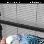Welli Paar sucht neues Zuhause Bild 1