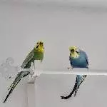 2 Welli Damen abzugeben Bild 2