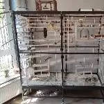 8 Wellis suchen liebevolles neues Zuhause Bild 5