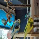 8 Wellis suchen liebevolles neues Zuhause Bild 3