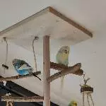8 Wellis suchen liebevolles neues Zuhause Bild 1