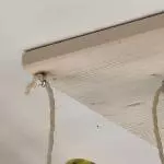 8 Wellis suchen liebevolles neues Zuhause Bild 2