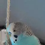 8 Wellis suchen liebevolles neues Zuhause Bild 7