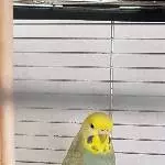 Monty (weiblich) sucht zu Hause Bild 1