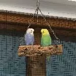 Welli Geschwisterpärchen suchenn neue Freunde Bild 1