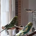 Restschwarm sucht Anschluss Bild 1