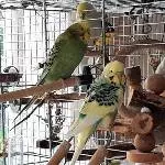 Restschwarm sucht Anschluss Bild 2