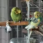 Restschwarm sucht Anschluss Bild 3