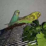 Kiki, Welli-Henne, 4 Jahre, flugunfähig, sucht ein neues Zuhause Bild 2