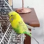 Kiki, Welli-Henne, 4 Jahre, flugunfähig, sucht ein neues Zuhause Bild 4