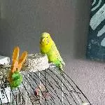 Kiki, Welli-Henne, 4 Jahre, flugunfähig, sucht ein neues Zuhause Bild 1