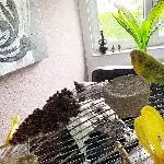 Kiki, Welli-Henne, 4 Jahre, flugunfähig, sucht ein neues Zuhause Bild 3