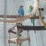 Wellensittiche abzugeben Bild 1