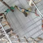 Wellensittiche abzugeben Bild 2
