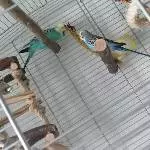 Wellensittiche abzugeben Bild 3