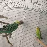 Wellensittichpärchen sucht neues Zuhause mit Freiflug Bild 1