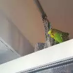 Wellensittichpärchen sucht neues Zuhause mit Freiflug Bild 2