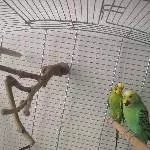 Wellensittichpärchen sucht neues Zuhause mit Freiflug Bild 3
