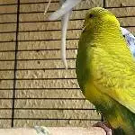 6 Wellis abzugeben Bild 3