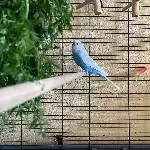 6 Wellis abzugeben Bild 4