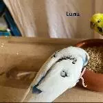6 Wellis abzugeben Bild 7