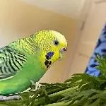 6 Wellis abzugeben Bild 1