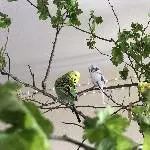 6 Wellis abzugeben Bild 5