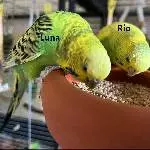 6 Wellis abzugeben Bild 6