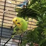 6 Wellis abzugeben Bild 8