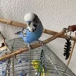 Freundliches munteres Pärchen sucht neues Zuhause Bild 1