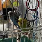 Freundliches munteres Pärchen sucht neues Zuhause Bild 2