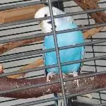 Einsamer Welli-Witwer sucht neuen Welli-Partner oder Schwarm Bild 2