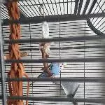 Einsamer Welli-Witwer sucht neuen Welli-Partner oder Schwarm Bild 3