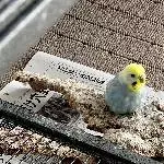 Unsere 7 Zwerge suchen ein neues Zuhause Bild 6
