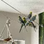 Unsere 7 Zwerge suchen ein neues Zuhause Bild 2