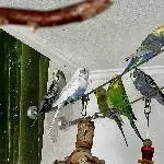 Unsere 7 Zwerge suchen ein neues Zuhause Bild 5