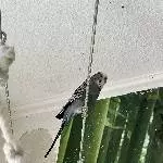 Unsere 7 Zwerge suchen ein neues Zuhause Bild 4