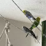 Unsere 7 Zwerge suchen ein neues Zuhause Bild 1