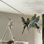 Unsere 7 Zwerge suchen ein neues Zuhause Bild 3