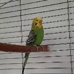 Weibl. Wellensittich, ca. 6 Jahre, sucht ganz dringend ein neues Zuhause Bild 1