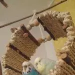 Suche Zuhause für Welli-Pärchen Bild 1