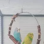 Wellensittich-Paar sucht ein neues Zuhause Bild 1